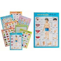 Medical Training Charts and Models