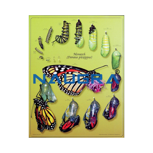 Biology Lab Monarch Butterfly Life Cycle Poster