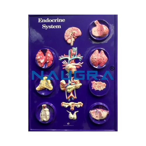 Biology Lab Endocrine System Model