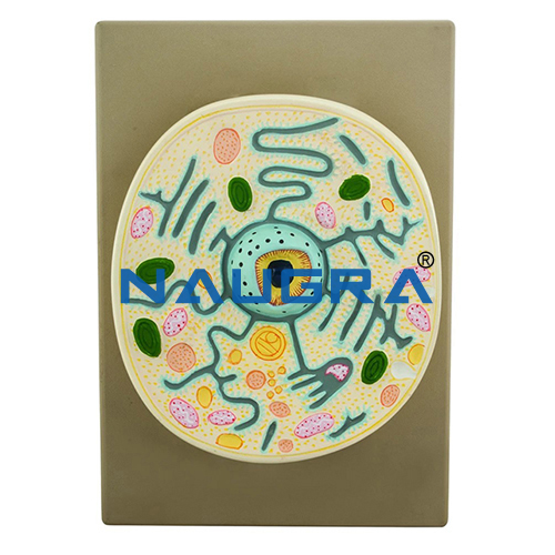 Biology Lab Typical Plant Cell on Plastic Base Model