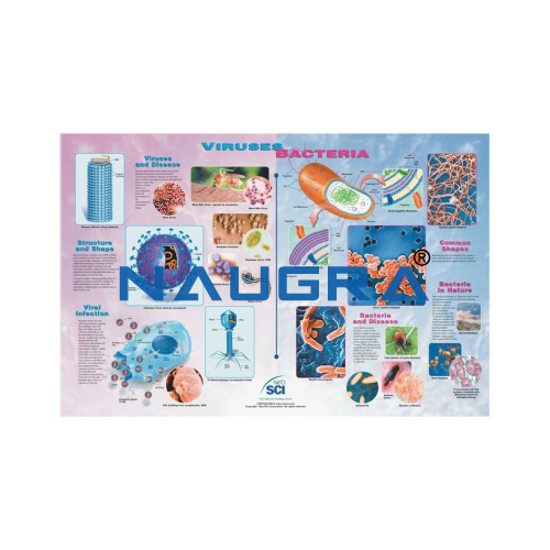 Biology Lab Viruses and Bacteria Poster