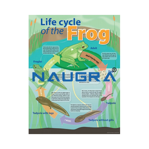 Biology Lab Life cycle of a Frog Poster