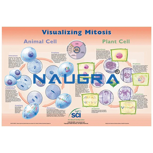 Biology Lab Visualizing Mitosis Poster