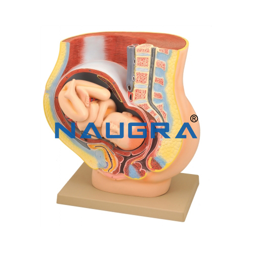 Educational Lab Human Baby In Uterus Model