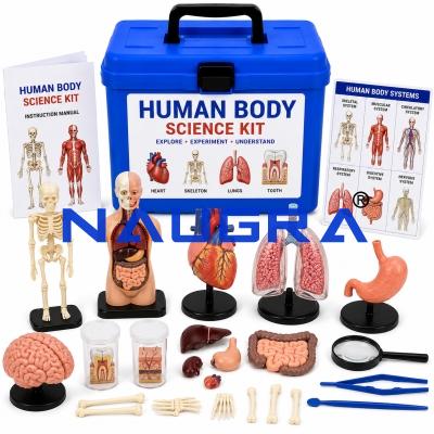 Human Body Science kit
