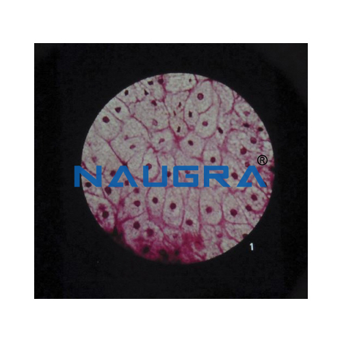 Biology Lab Ultra Structure of Animal Cells Microslide