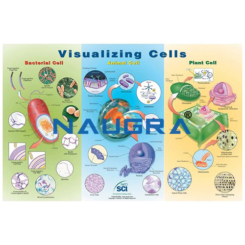 Biology Lab Visualizing Cells Poster