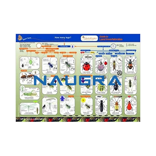 Key to Identifying Land InvertBiology Lab Key to Identifying Land Invertebratesebrates