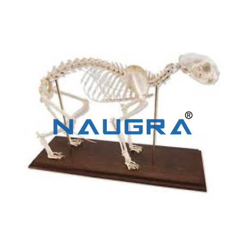 Educational Lab Cat Skeleton Model