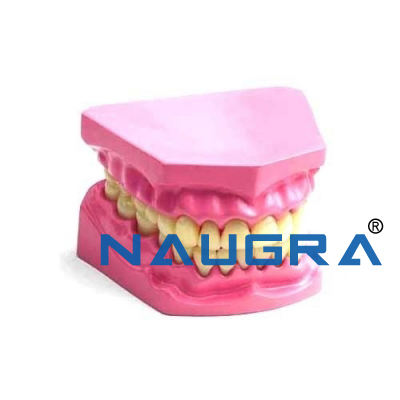 Dental Model