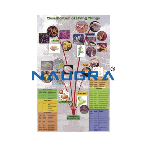 Biology Lab Classification of Living Things Poster