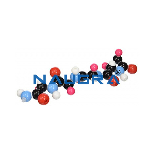 Biology Lab 20 Amino Acid Collection Molecular Model