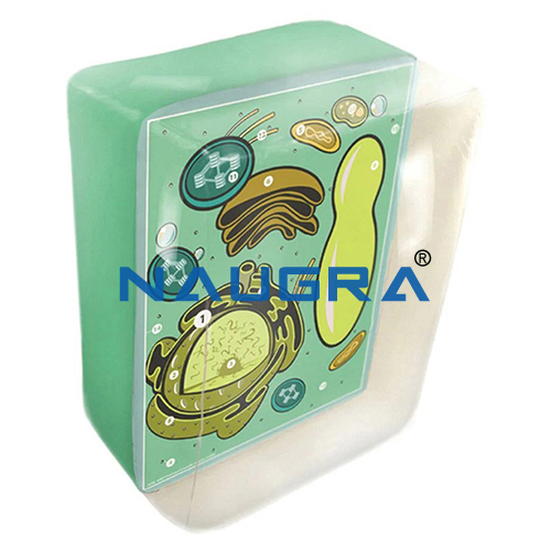 Biology Lab Inflatable Plant Cell Model