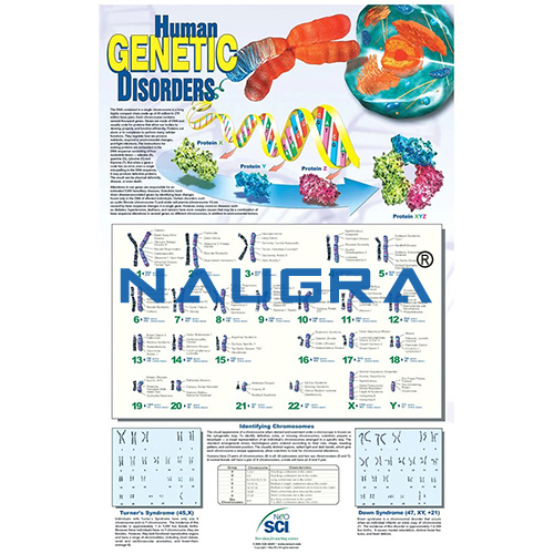 Biology Lab Human Genetic Disorders Poster