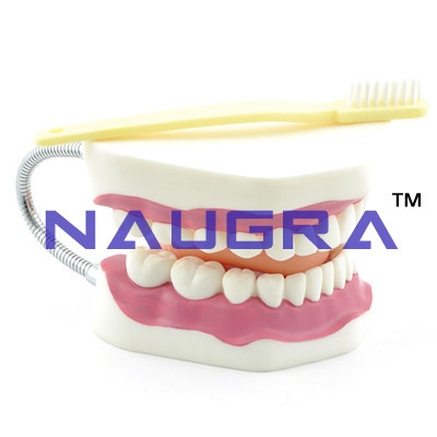 Large Teeth Model with Brush