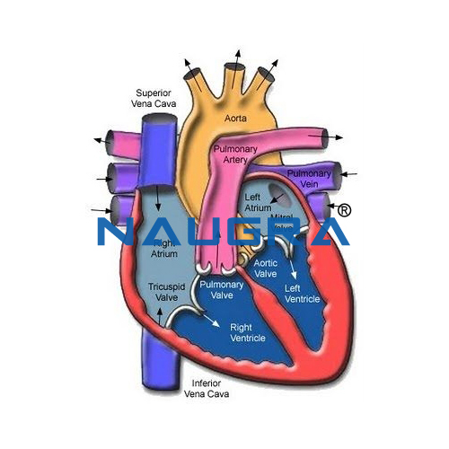 Human Heart WalkBiology Lab Human Heart Walk Thru Thru