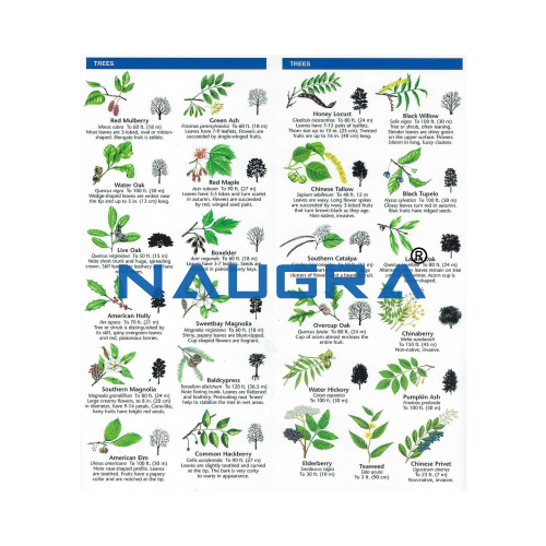 Biology Lab Key to Identifying Trees and Shrubs