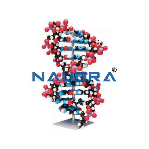 Biology Lab Ten layer DNA Molecular Model