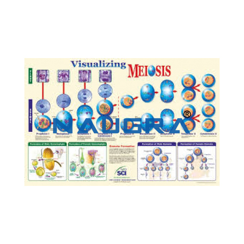 Biology Lab Visualising Meiosis Poster