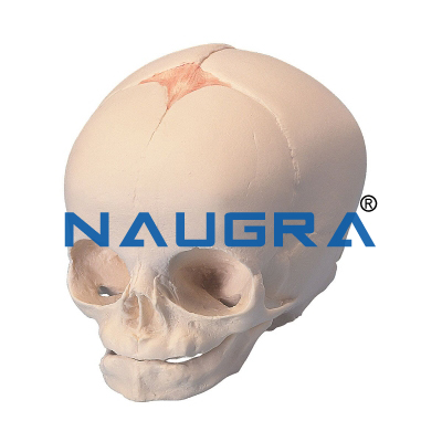 Foetal Child Skull Model