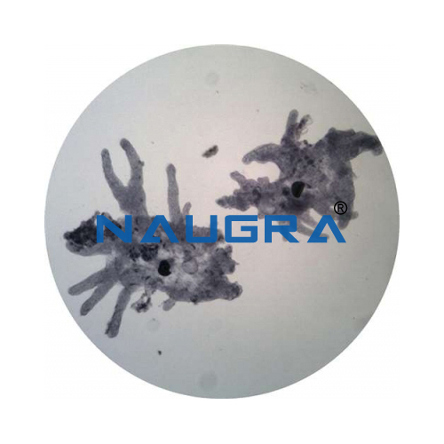 Biology Lab Protozoa Amoeba Prepared Slide