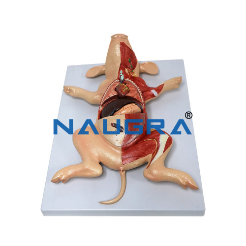 Educational Lab Fetal Pig Model