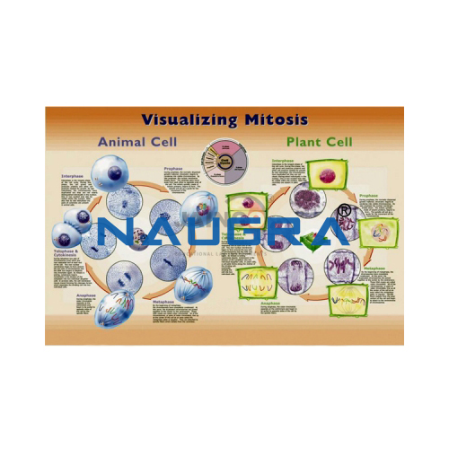 Biology Lab Visualizing Blood Poster