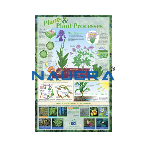 Biology Lab Plants and Plant Processes Poster