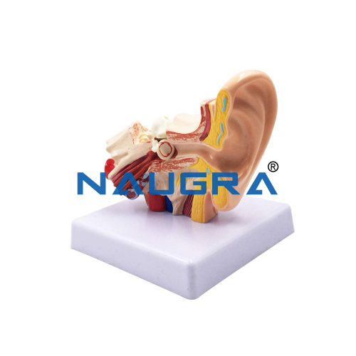 Educational Lab Human Internal Ear Model