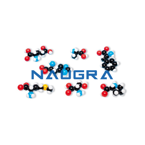 Biology Lab 7 Amino Acid Collection Molecular Model