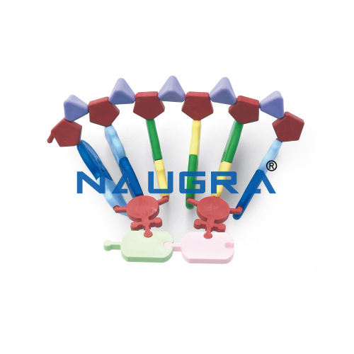 Biology Lab RNA 12 base Molecular Model