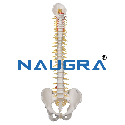 Human Vertebral Column