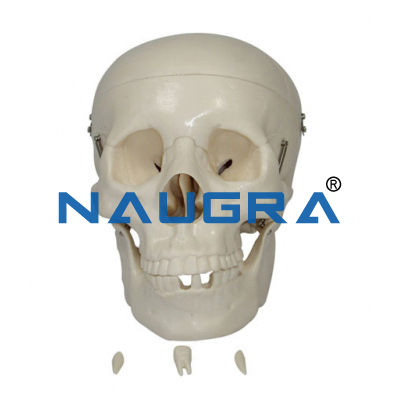 Adult Skull Life Size